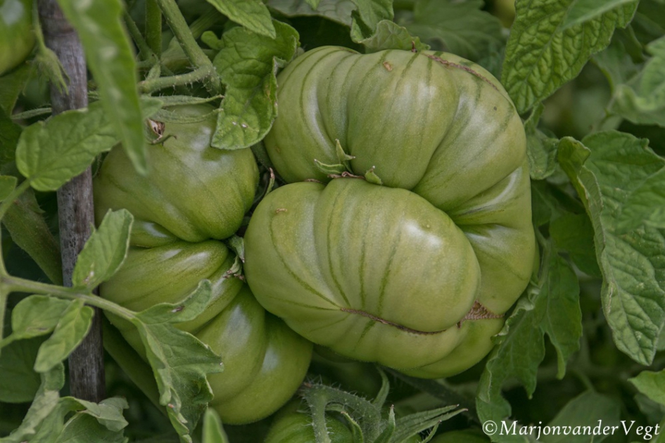 Nog even - Planten - Tomaat