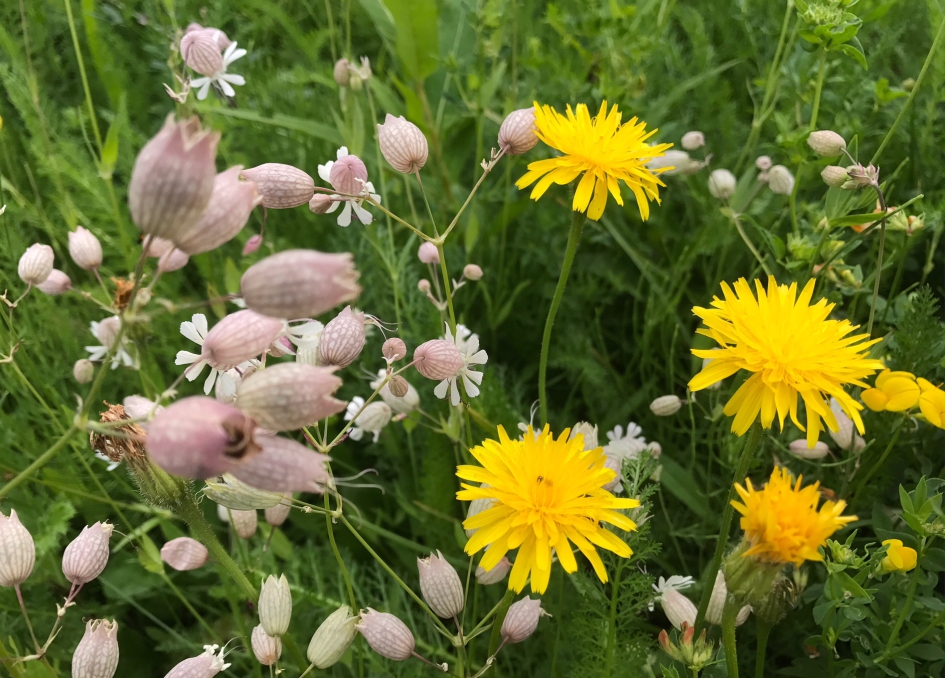 Nog steeds veel "Bermbloemen" - Planten - 
