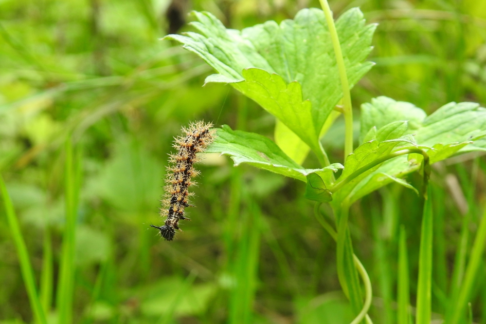Oeps, wat diep! - Geleedpotigen - Landkaartje