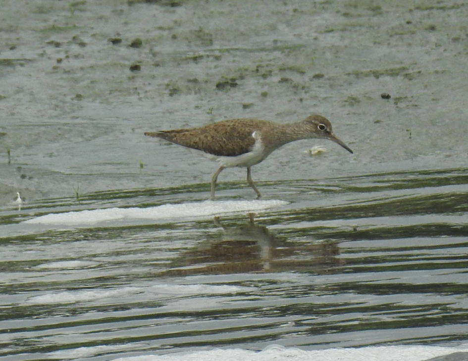 Oeverloper aan de wandel - Vogels - Oeverloper