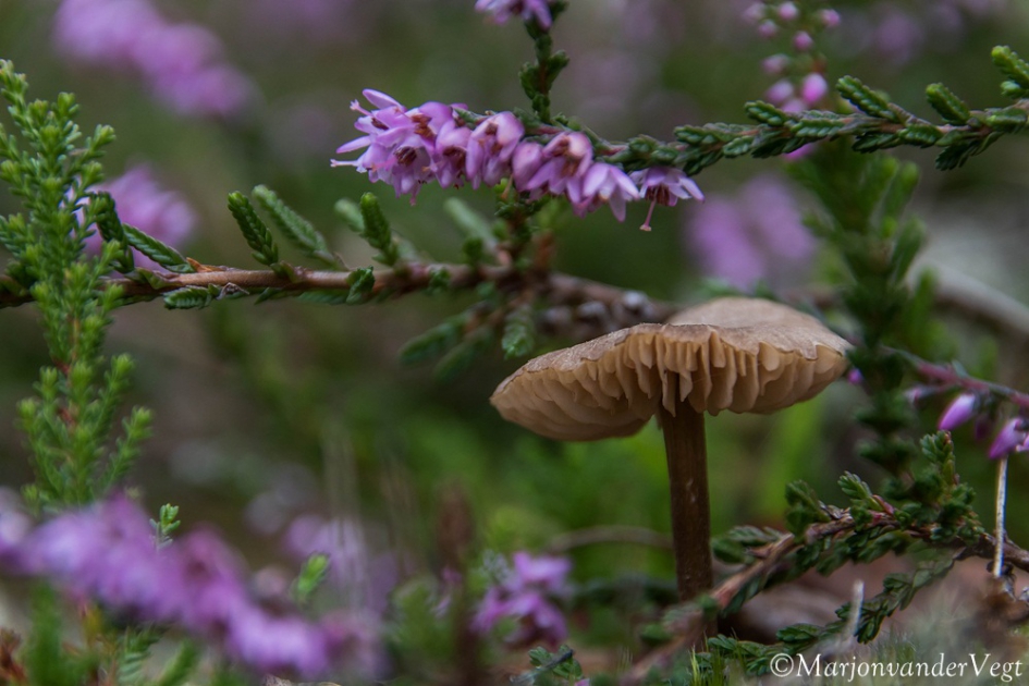 Omringd door heide - Schimmels - paddenstoel