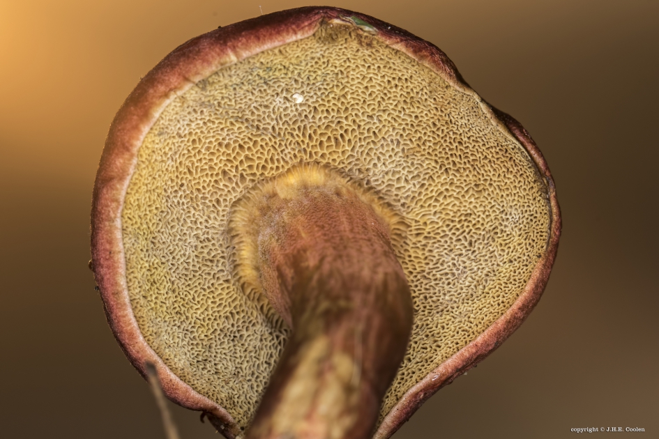 Onder de rand - Schimmels - 