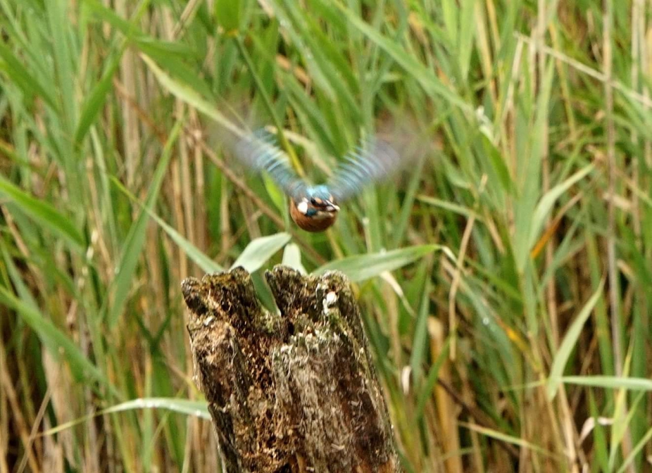 Onder weg - Vogels - Ijsvogel