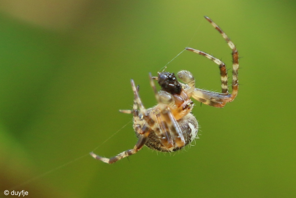 ontbijt - Geleedpotigen - Kruisspin