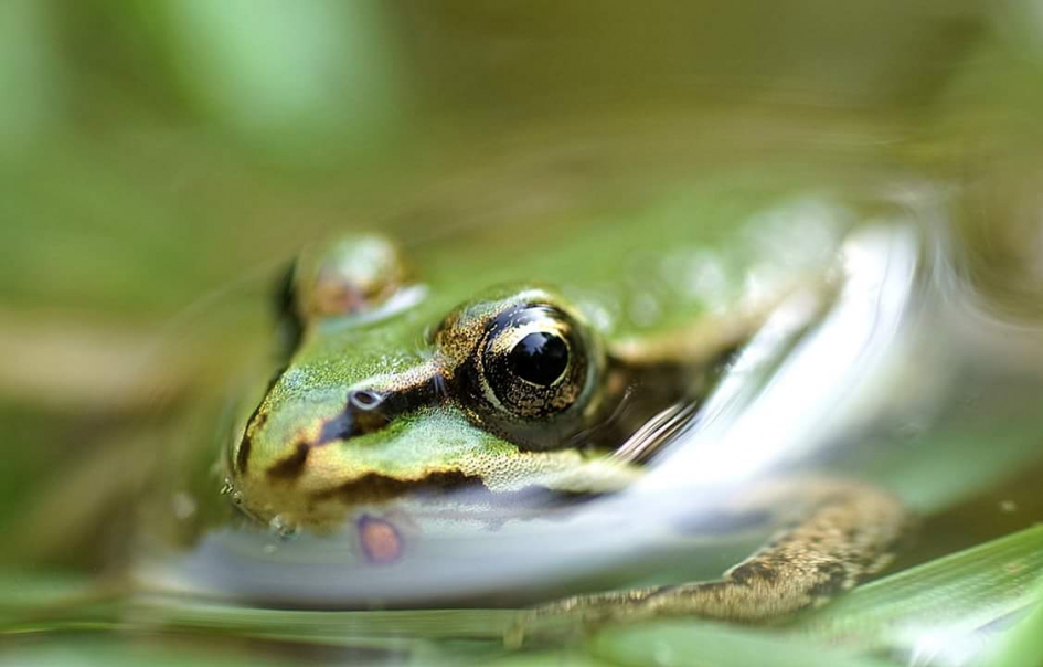 Oog contact - Geleedpotigen - Kikker