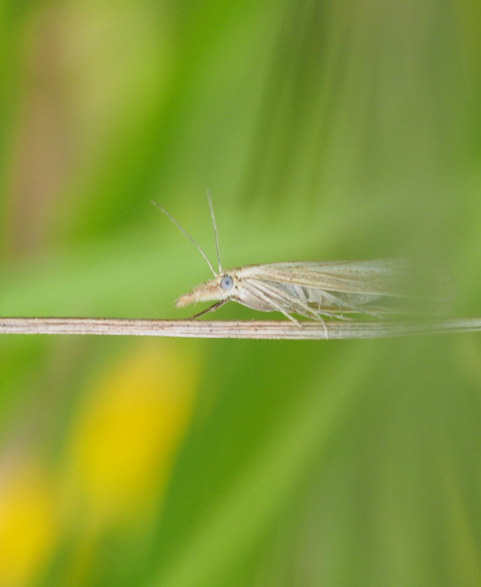 Oogje - Geleedpotigen - 