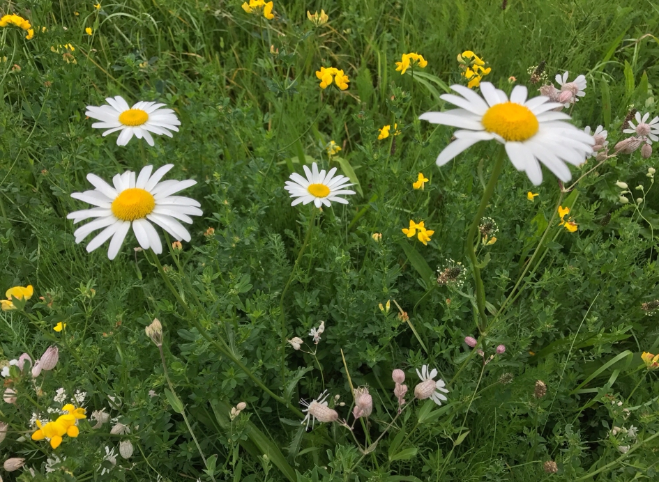 Ook dit stond nog in de berm - Planten - 