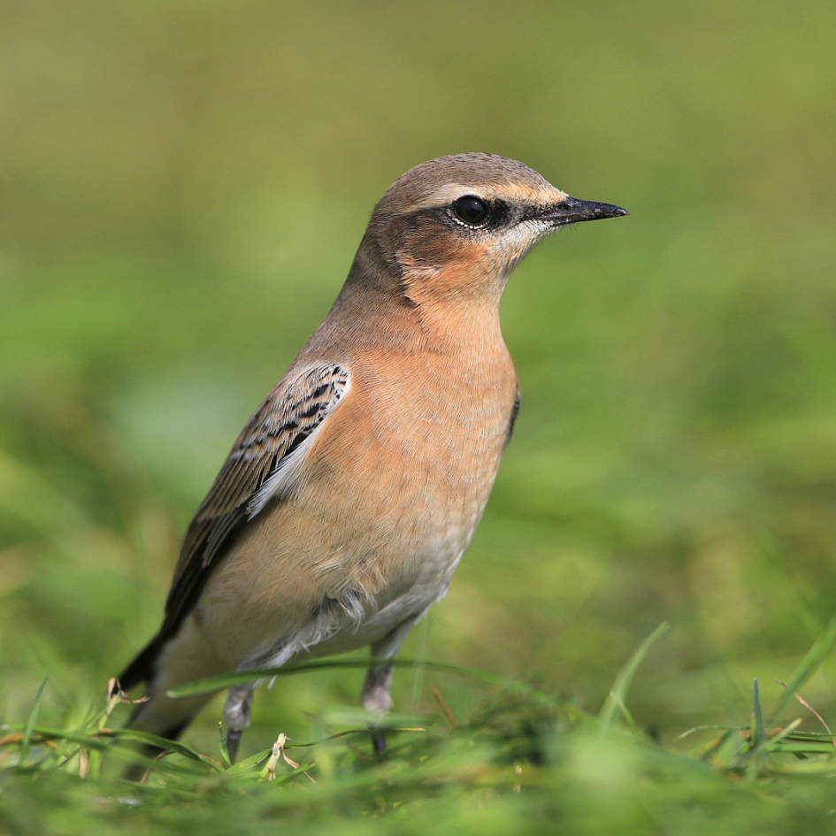 Ook voor een Tapuit ... - Vogels - Tapuit