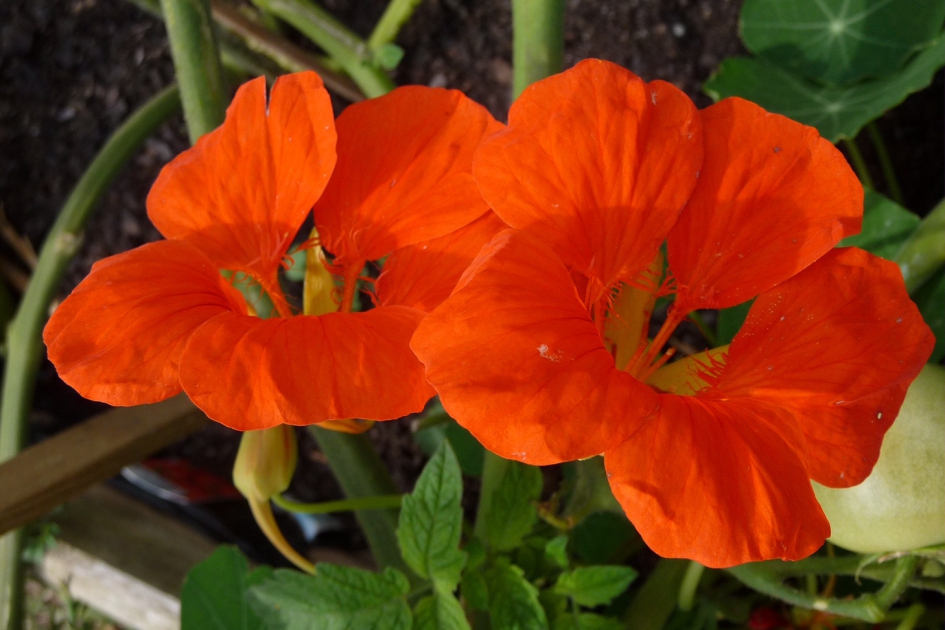 Oostindische kers - Planten - 