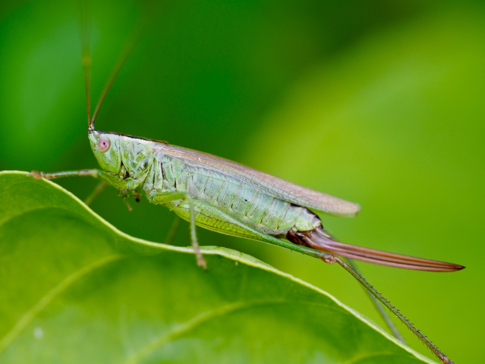 Op de basilicum - Geleedpotigen - 