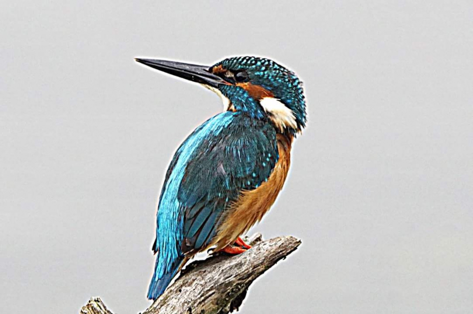 Op de tak - Vogels - Ijsvogel