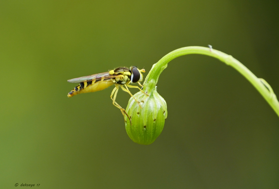 Op een knop - Geleedpotigen - 