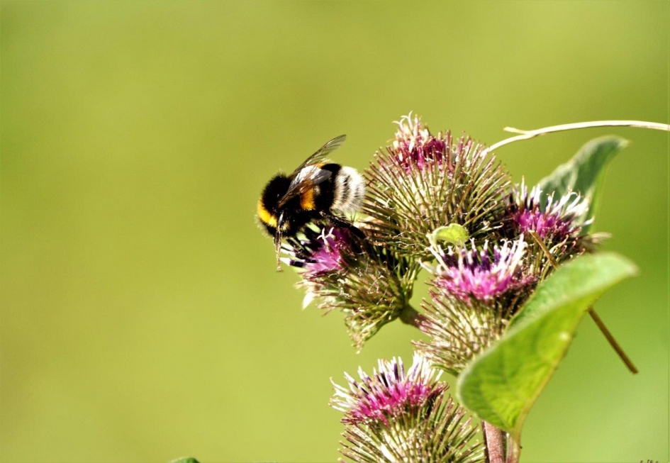 Op het kleefkruid - Geleedpotigen - 
