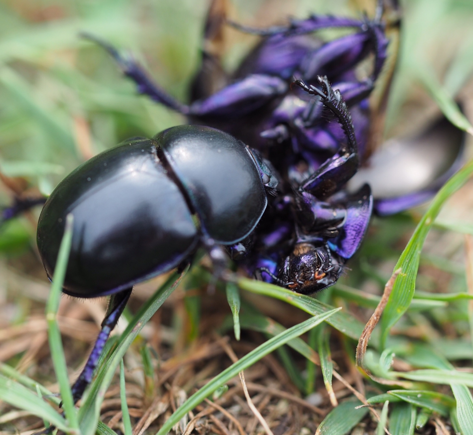 Opruiming - Geleedpotigen - 