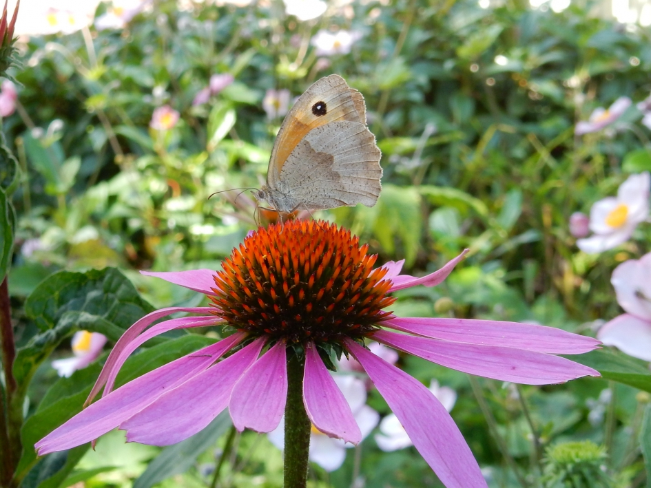 Oranje zandoogje - Geleedpotigen - Oranje zandoogje