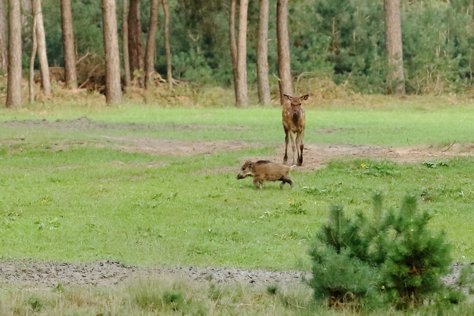 overstekend wild - Zoogdieren - 