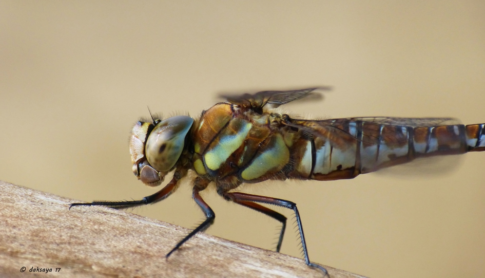 Paardenbijter - Geleedpotigen - Paardenbijter