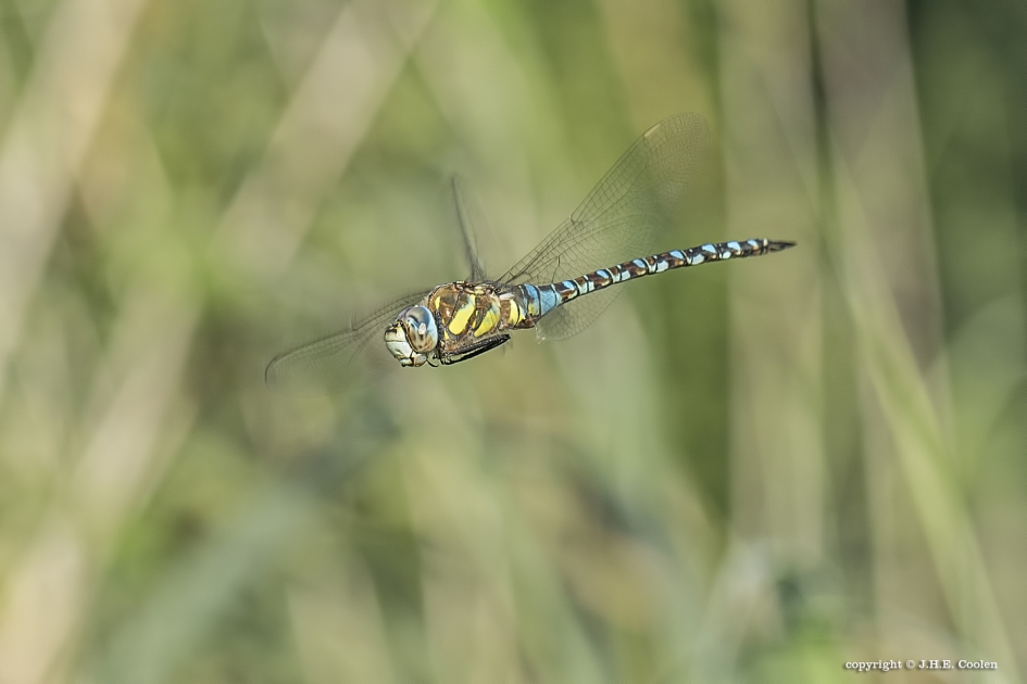 Paardenbijter - Geleedpotigen - Paardenbijter