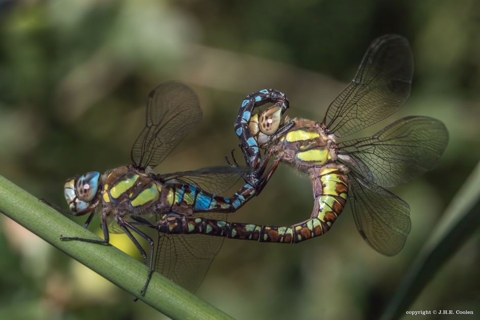 Paardenbijter(s) - Geleedpotigen - Paardenbijter