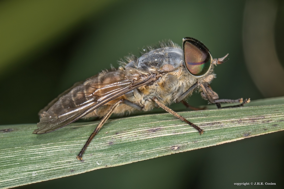 Paardendaas - Geleedpotigen - paardendaas