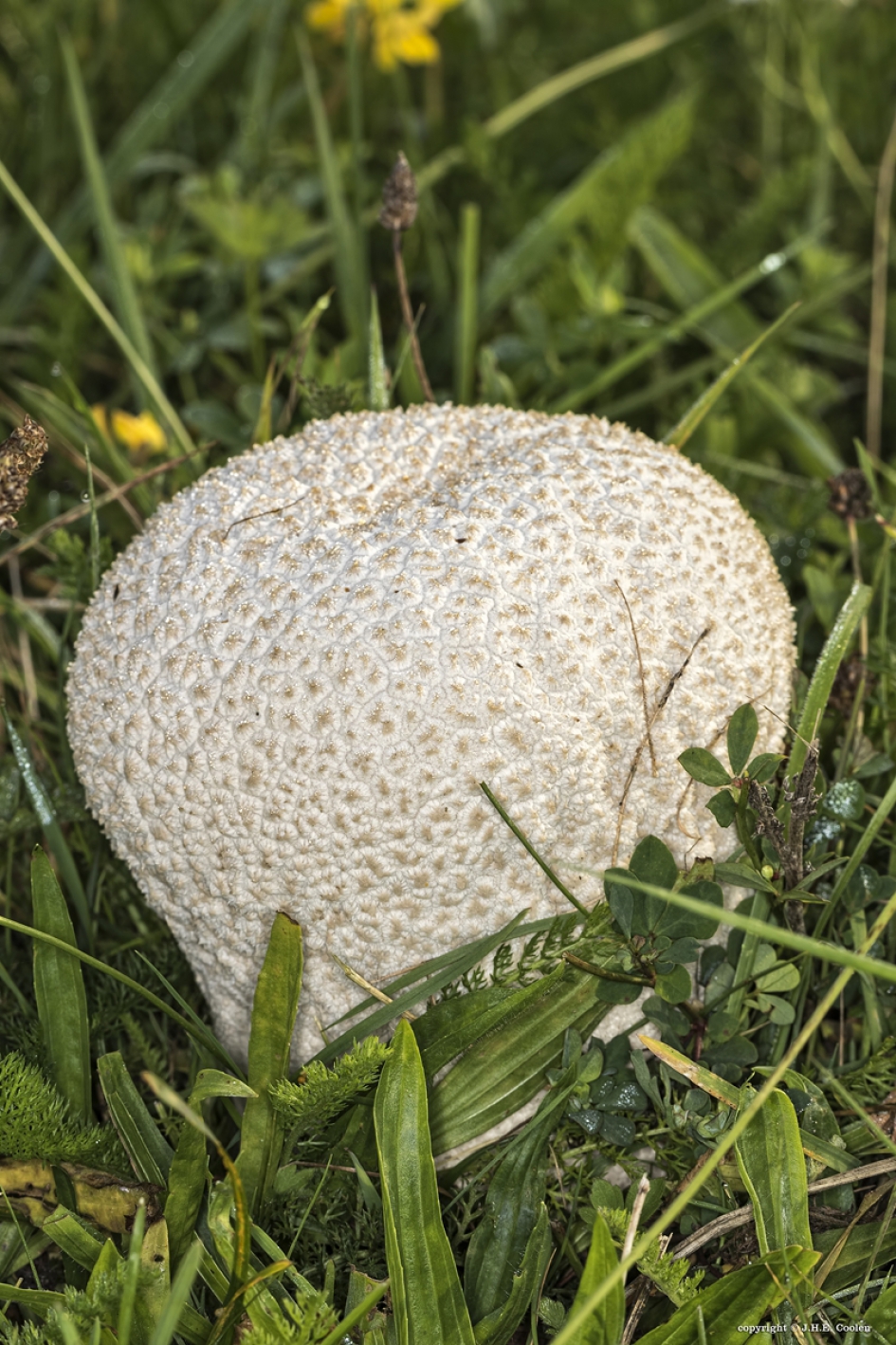 Paddenstoel 1 - Schimmels - aardappelboleet (?)