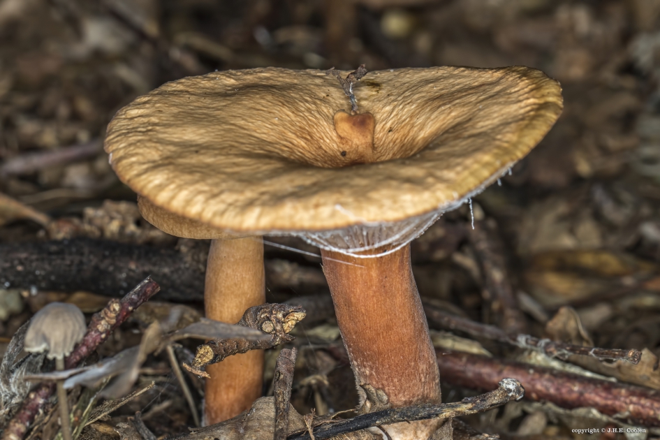 Paddenstoel 2 - Schimmels - 