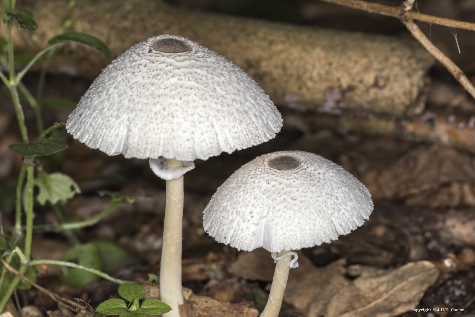 Paddenstoel 3 - Schimmels - 