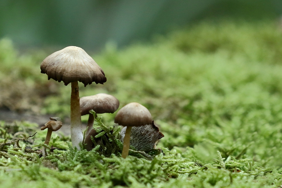 paddenstoel - Schimmels - 