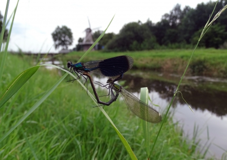 Parende beekjuffers