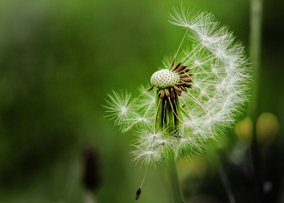 Pluisbol - Planten - Paardenbloem