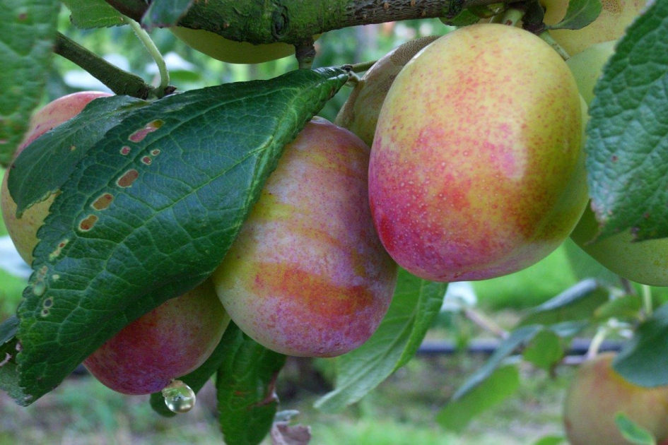 Pruimentijd - Planten - 