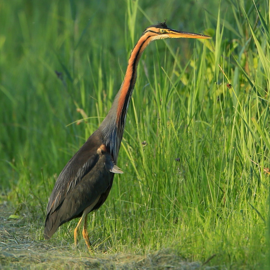 Purper - Vogels - Purperreiger