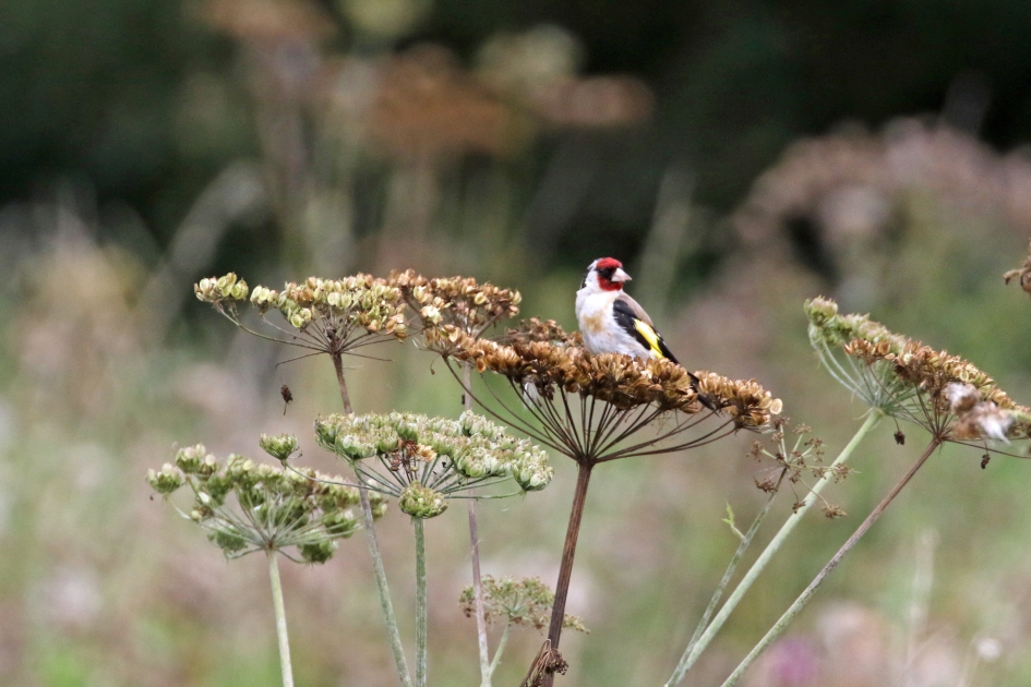 Putter op schermbloemen - Vogels - 