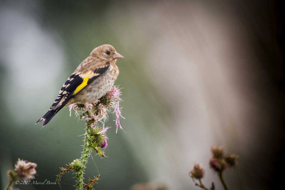 Puttertje, juveniel - Vogels - Putter