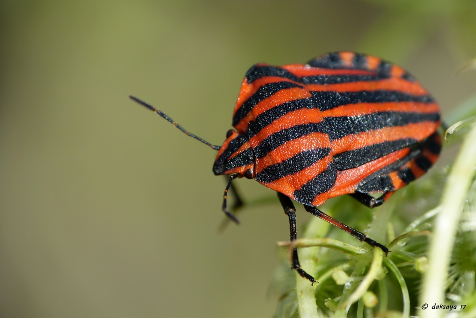 Pyamawants - Geleedpotigen - Pyamawants