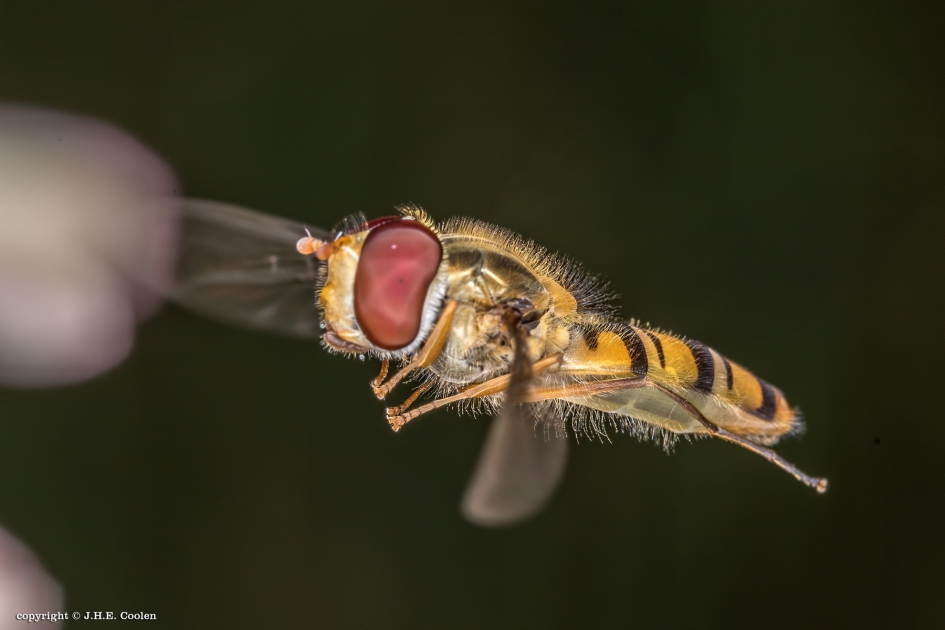 Pyjamazweefvlieg - Geleedpotigen - Pyjamazweefvlieg