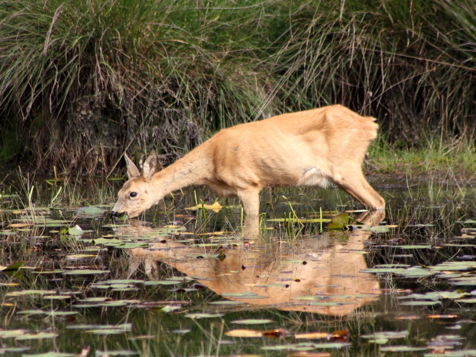 Ree eet leliebladeren in vennetje In de Kampina - Zoogdieren - Ree