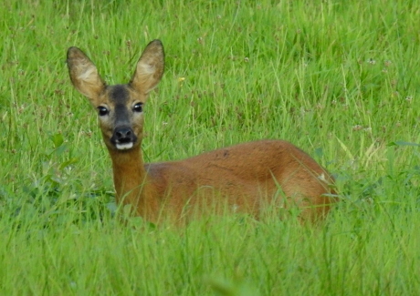 Ree in het lange gras op de Fayersheide