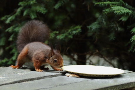 regelmatige bezoeker van voedertafel