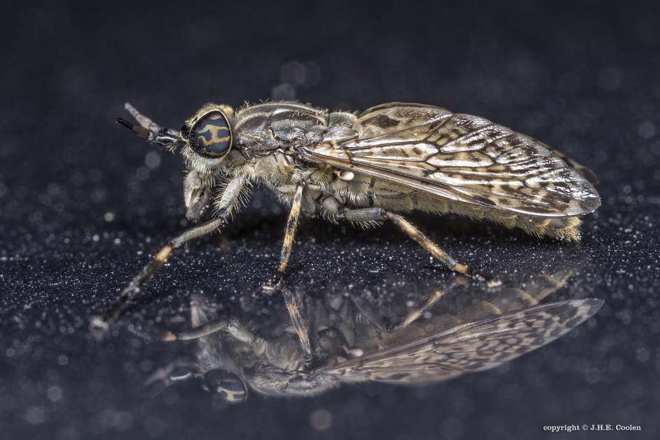 Regendaas - Geleedpotigen - Regendaas