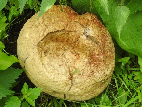 Reuzenbovist in zijn nadagen.