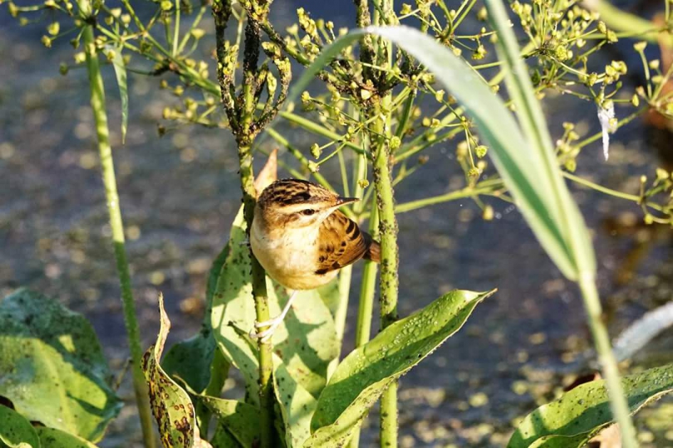 Rietzanger - Vogels - Rietzanger