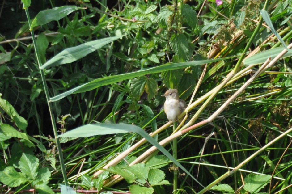 Rietzangertje - Vogels - 