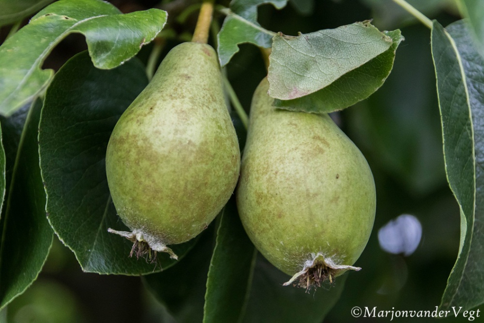 Rijp - Planten - Peren