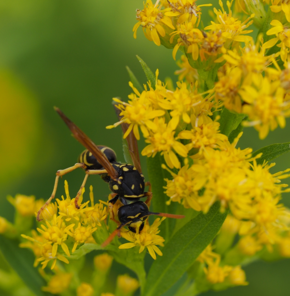 Robotica - Geleedpotigen - 