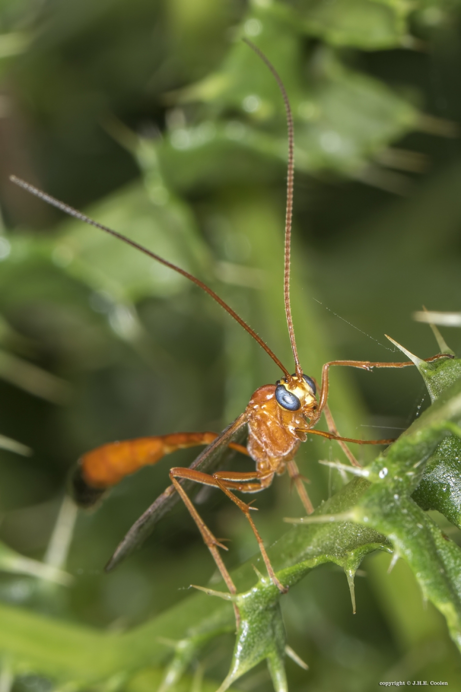 Rode sluipwesp - Geleedpotigen - Rode sluipwesp