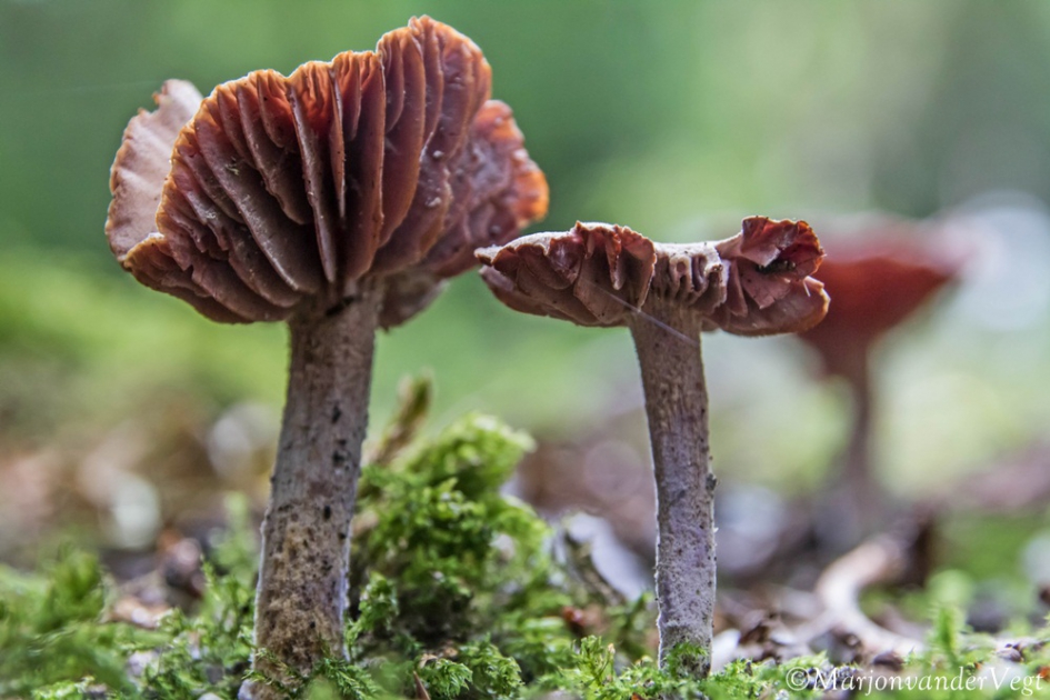 Rokken omhoog - Schimmels - paddenstoel