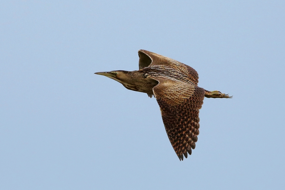 Rondvliegende Roerdomp - Vogels - Roerdomp