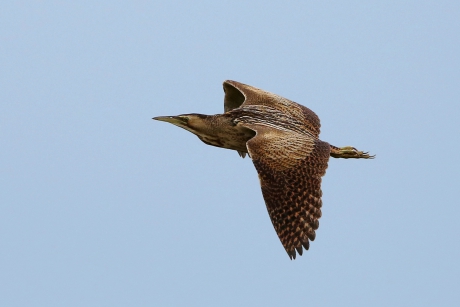 Rondvliegende Roerdomp