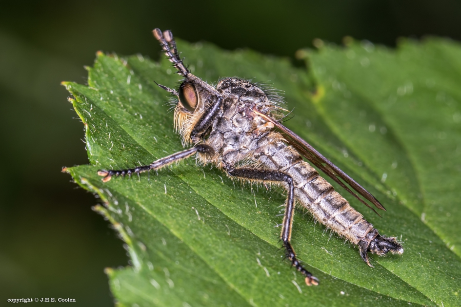 Roodbaardroofvlieg - Geleedpotigen - Pamphilius varius